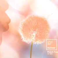 Peach Fuzz: il colore Pantone 2024